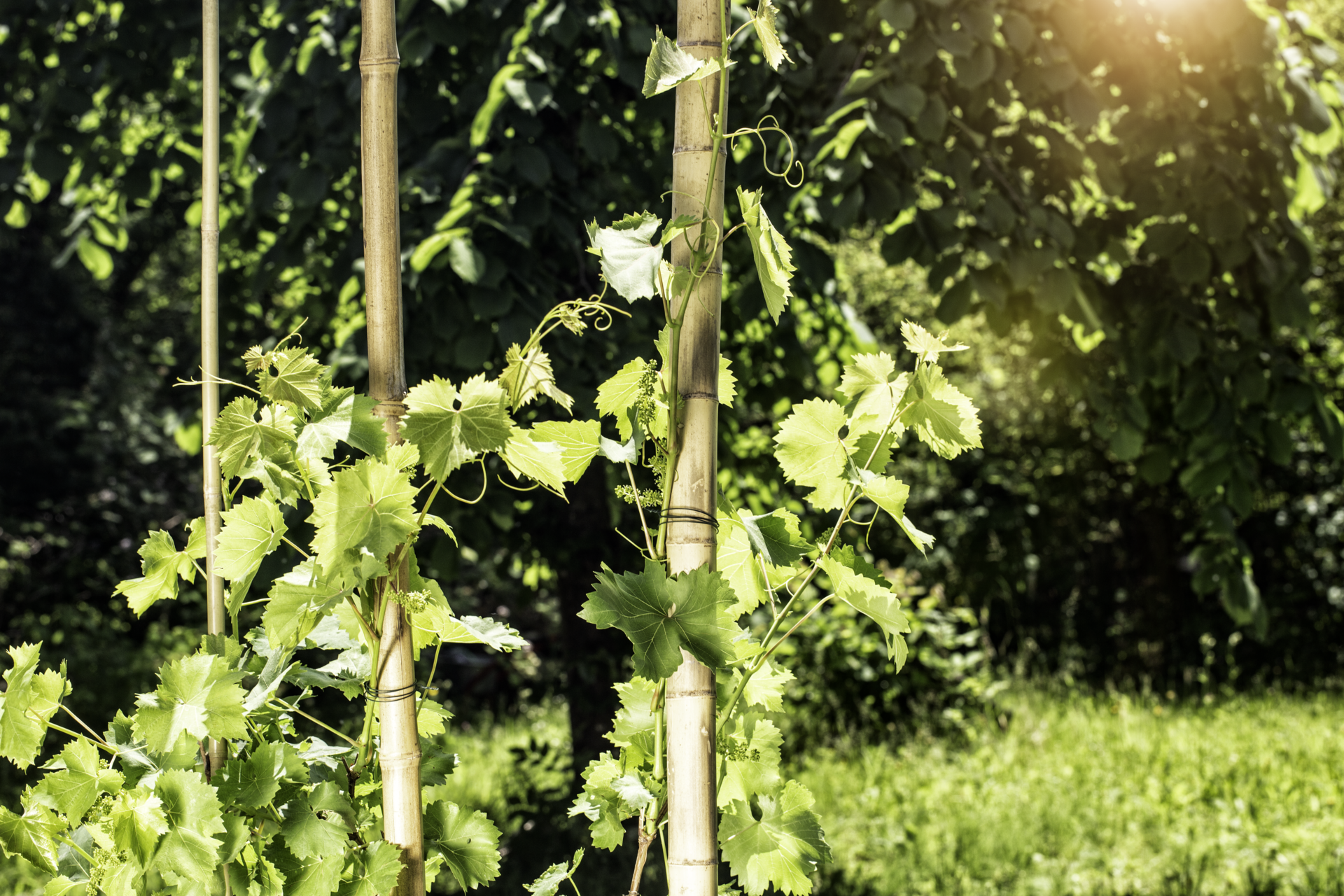 Bambusrohr Greenline | Produkte | Windhager Home & Garden