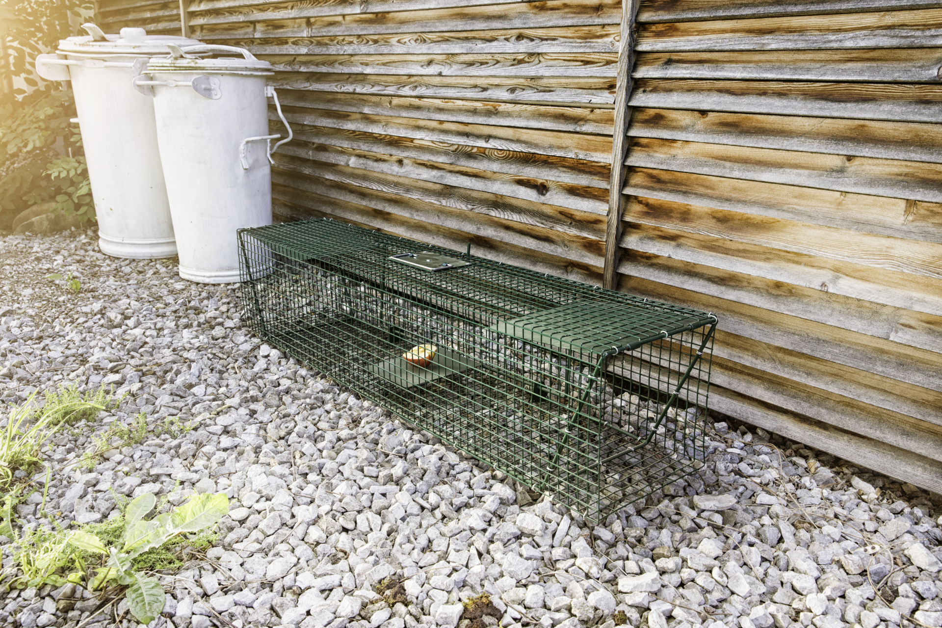 Lebendfalle fr Waschbren und andere Kleintiere - 124 x 26 x 26 cm |  Windhager Home & Garden
