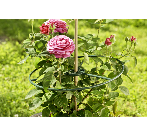 Pflanzenring Standard | Produkte | Windhager Home & Garden