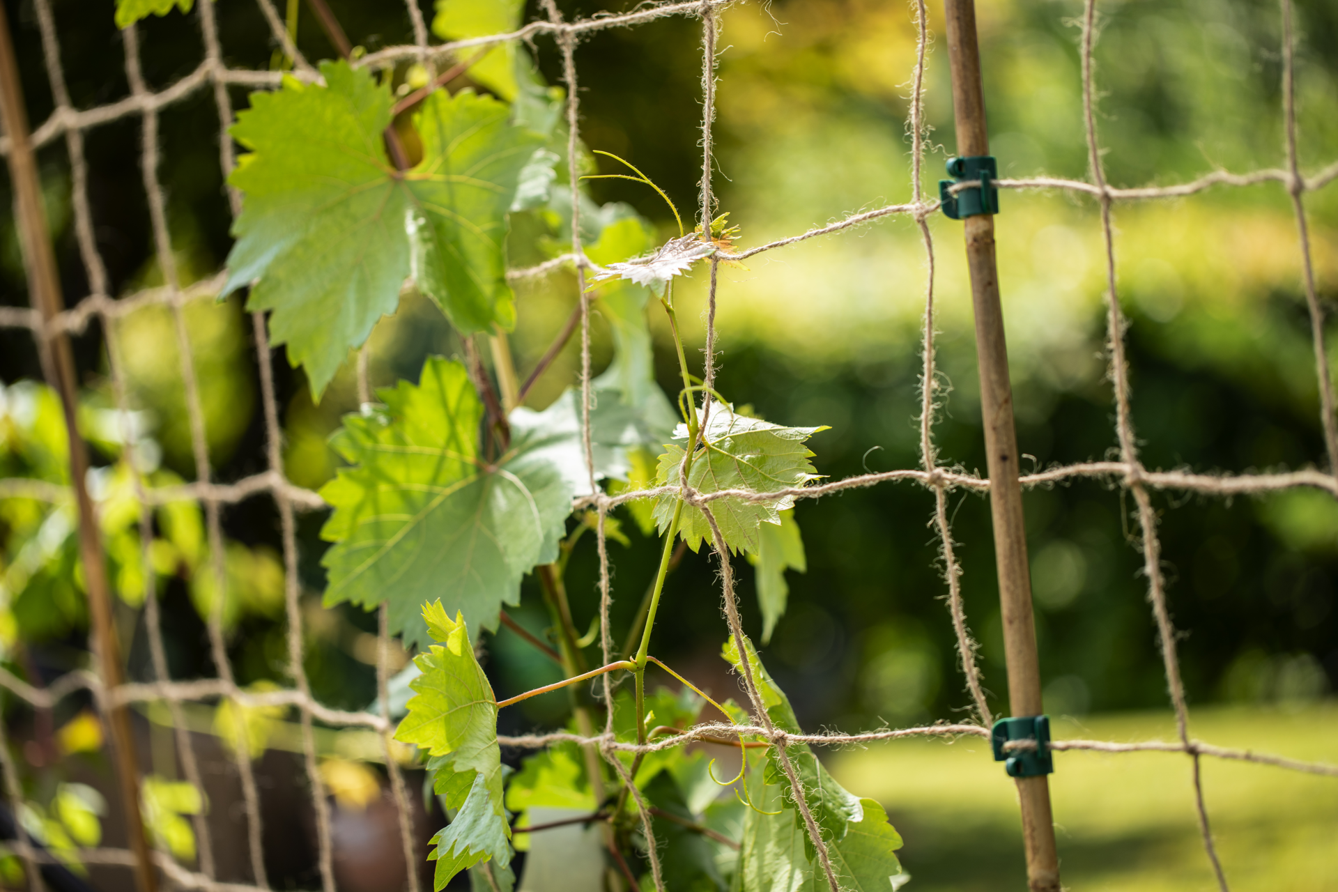 Windhager Jute-Ranknetz Greenline · 180 × 250 cm – Produktbild 1 von 3